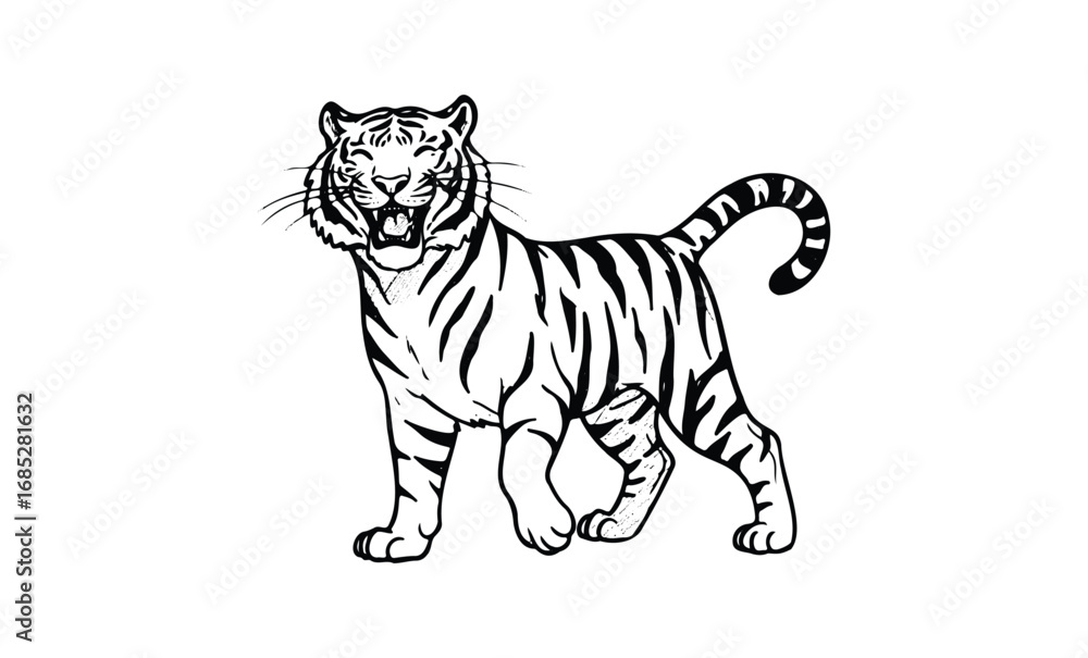 Fototapeta premium Fierce roaring tiger illustration in black and white. Vector retro hand drawn illustration