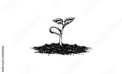 Black and white illustration of a sprouting plant seedling in soil. Vector retro hand drawn illustration