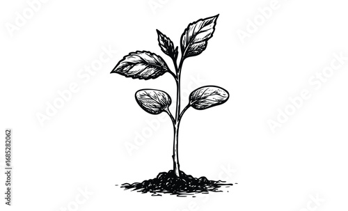 Black and white illustration of small plant sprouting from soil. Vector retro hand drawn illustration