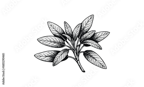 Detailed black and white line drawing of sage herb with intricate leaf patterns. Vector retro hand drawn illustration