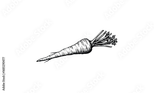 Hand-drawn carrot illustration with detailed root vegetables artwork. Vector retro hand drawn illustration