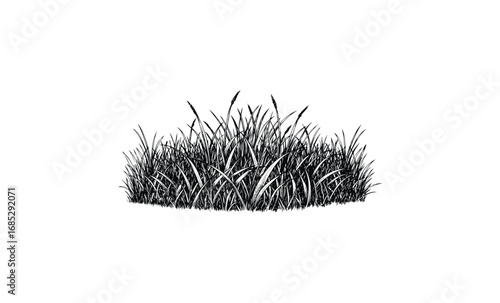 Detailed black and white grass illustration. Vector retro hand drawn illustration
