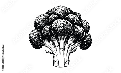 Monochrome broccoli illustration with detailed texture and shading. Vector retro hand drawn illustration
