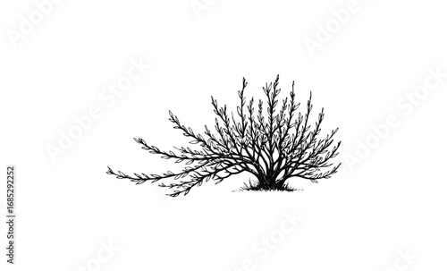 Black and white illustration of a leafy bush. Vector retro hand drawn illustration