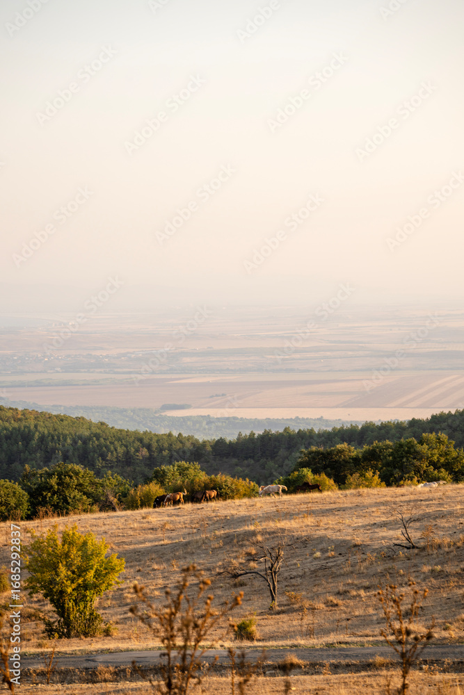 Obraz premium Several horses graze in a sunlit field surrounded by scattered trees, forested hills, and distant farmland under a hazy sky.