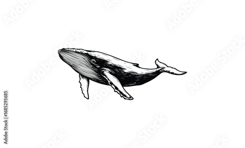 Detailed black and white whale illustration with intricate linework. Vector retro hand drawn illustration