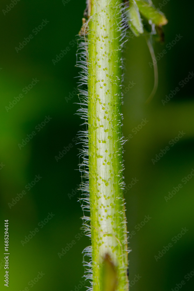 Naklejka premium A nettle stem with small needles, clearly visible in the macro photograph, against the backdrop of green forest and grass