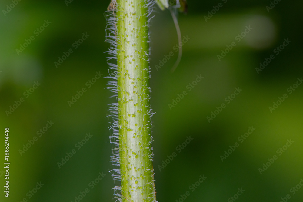 Naklejka premium Macro photograph of the stem of a green plant with small soft needles, Neveta parviflora 