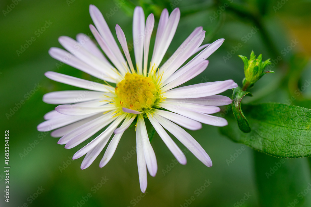 Fototapeta premium Autumn daisy like flower with pale purple petals on green stem, macro nature close up