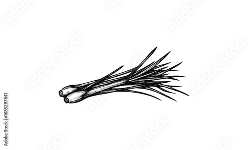 Black and white lemongrass sketch. Vector retro hand drawn illustration