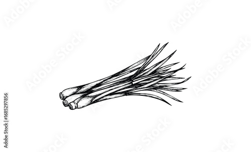 Detailed black and white lemongrass illustration with linear artistic style. Vector retro hand drawn illustration