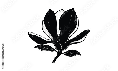 Black and white magnolia flower with leaves illustration. Vector retro hand drawn illustration