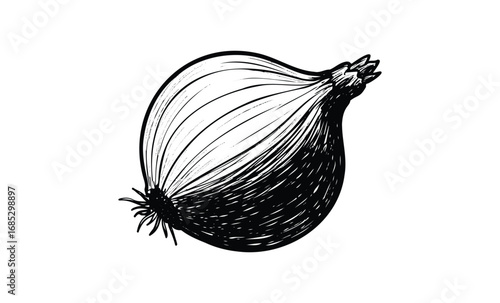 Black and white onion drawing with detailed line art against a. Vector retro hand drawn illustration