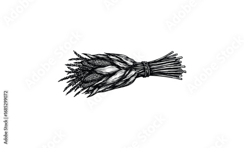 Monochrome bundle of freshly harvested corn. Vector retro hand drawn illustration