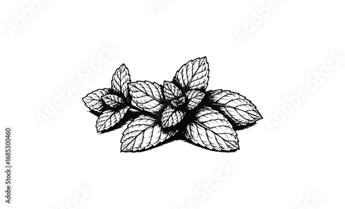 Detailed black and white mint leaves sketch. Vector retro hand drawn illustration