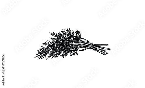 Detailed black and white botanical drawing of fresh dill bouquet. Vector retro hand drawn illustration