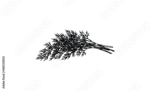Detailed black and white botanical illustration of dill herb sprigs. Vector retro hand drawn illustration