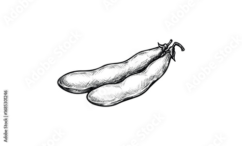 Hand-drawn illustration of two broad beans in detailed black and white sketch style. Vector retro hand drawn illustration