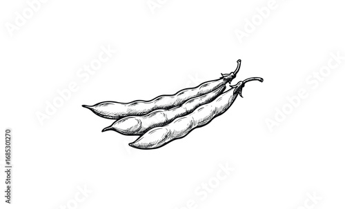 Hand-drawn illustration of three peapods in black and white. Vector retro hand drawn illustration