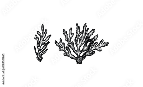 Intricate black and white coral drawings detailing marine life's natural beauty. Vector retro hand drawn illustration