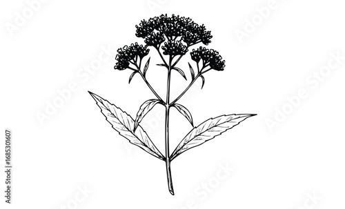 Detailed black and white botanical illustration of valerian plant with leaves and flowers. Vector retro hand drawn illustration