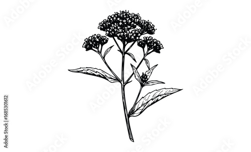 Detailed black and white botanical drawing of a flowering plant. Vector retro hand drawn illustration