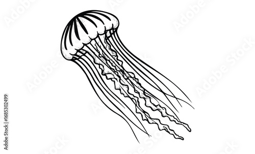 Black and white jellyfish drawing with long tentacles. Vector retro hand drawn illustration