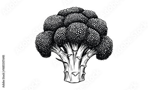 Detailed black and white illustration of fresh broccoli head. Vector retro hand drawn illustration