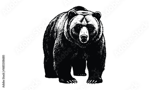 Detailed black and white grizzly bear illustration with front view pose. Vector retro hand drawn illustration