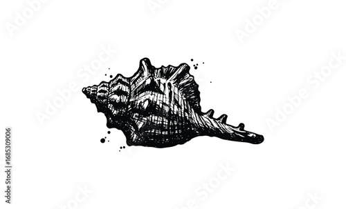 Detailed black and white sketch of a conch shell with texture and ink splashes. Vector retro hand drawn illustration