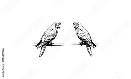 Illustrated parrots facing each other on branches with detailed line art. Vector retro hand drawn illustration