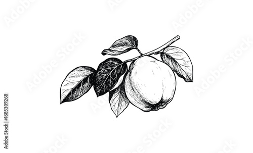 Detailed botanical illustration of a quince fruit with leaves on branch. Vector retro hand drawn illustration