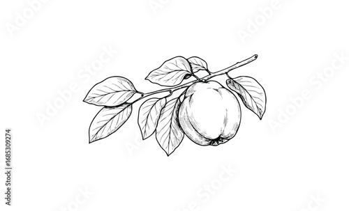 Black and white illustration of a quince fruit on a branch. Vector retro hand drawn illustration