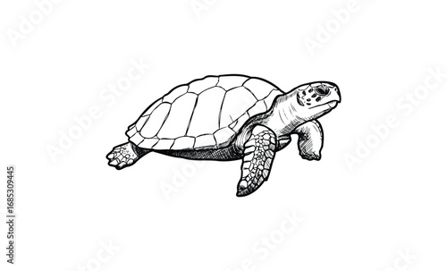 Detailed black and white sketch of a turtle with textured shell and limbs. Vector retro hand drawn illustration