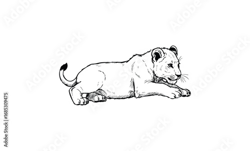 Hand-drawn lion cub sketch in black and white lying down. Vector retro hand drawn illustration