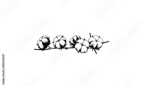 Monochrome cotton bolls illustration on branch. Vector retro hand drawn illustration