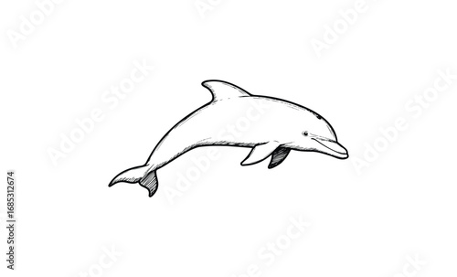 Detailed black and white dolphin sketch illustration. Vector retro hand drawn illustration