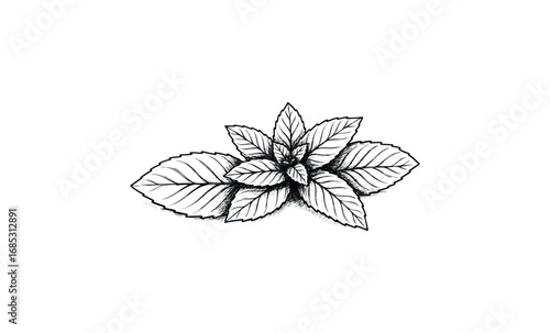 Black and white mint leaves hand-drawn botanical illustration. Vector retro hand drawn illustration
