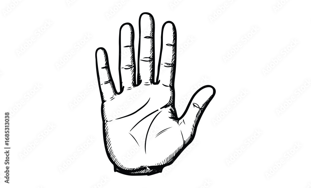 Fototapeta premium Detailed black and white hand illustration with outstretched fingers. Vector retro hand drawn illustration