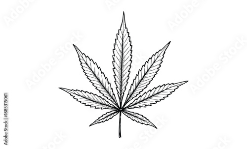 Detailed line art of cannabis leaf. Vector retro hand drawn illustration