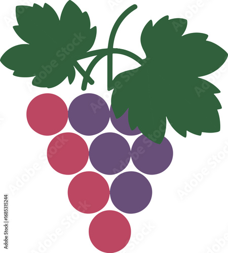 Bunch of grapes on vine vector illustration with green leaves and ripe fruit cluster