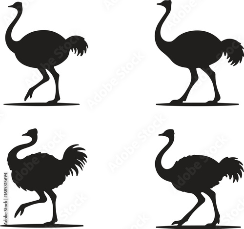 Ostrich silhouette set, black bird poses, standing ostriches, feather details, wildlife illustration, exotic animal vector, isolated on white background
