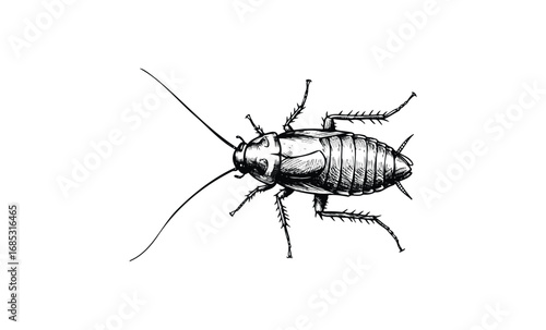 Detailed black and white illustration of a cockroach. Vector retro hand drawn illustration