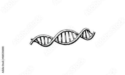 Hand-drawn dna structure illustration depicting double helix genetic model. Vector retro hand drawn illustration