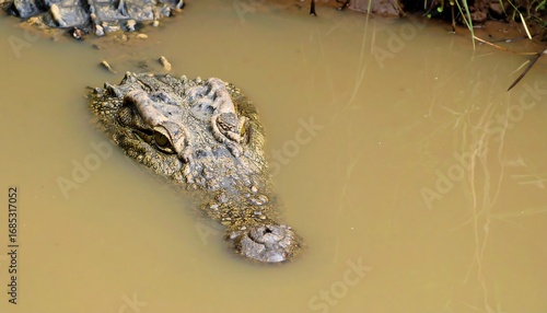 Croc head emerging from murky water