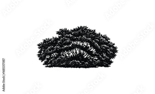 Silhouette of dense tree bush on white background with detailed branches and leaves. Vector retro hand drawn illustration