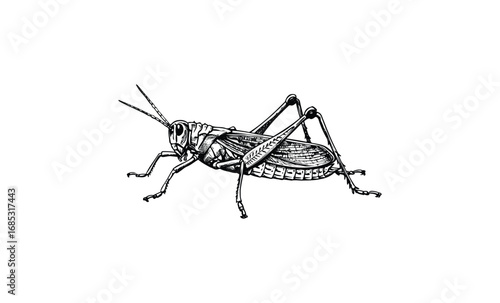 Detailed black and white illustration of a grasshopper with intricate linework. Vector retro hand drawn illustration