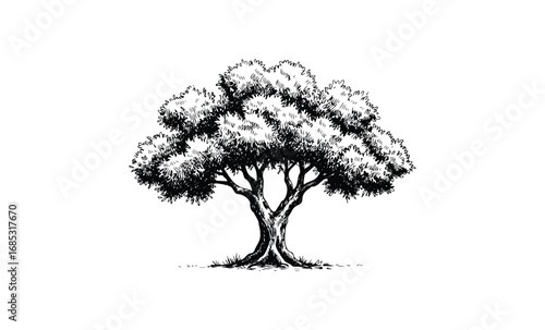 Detailed black and white illustration of a lone oak tree with lush foliage. Vector retro hand drawn illustration