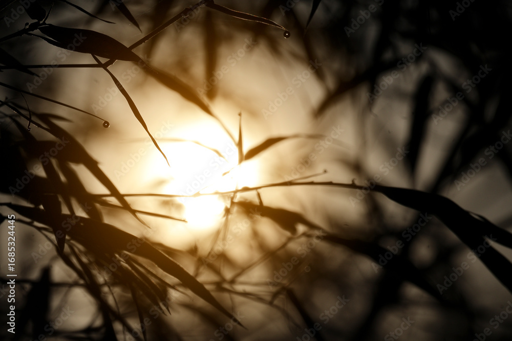 Obraz premium Misty dawn light filtering through bamboo leaves