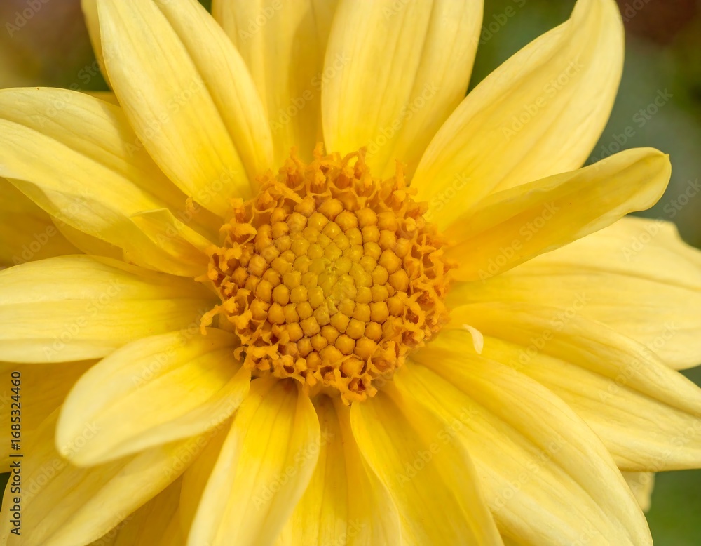 Fototapeta premium Close-up of bright yellow flower (2)